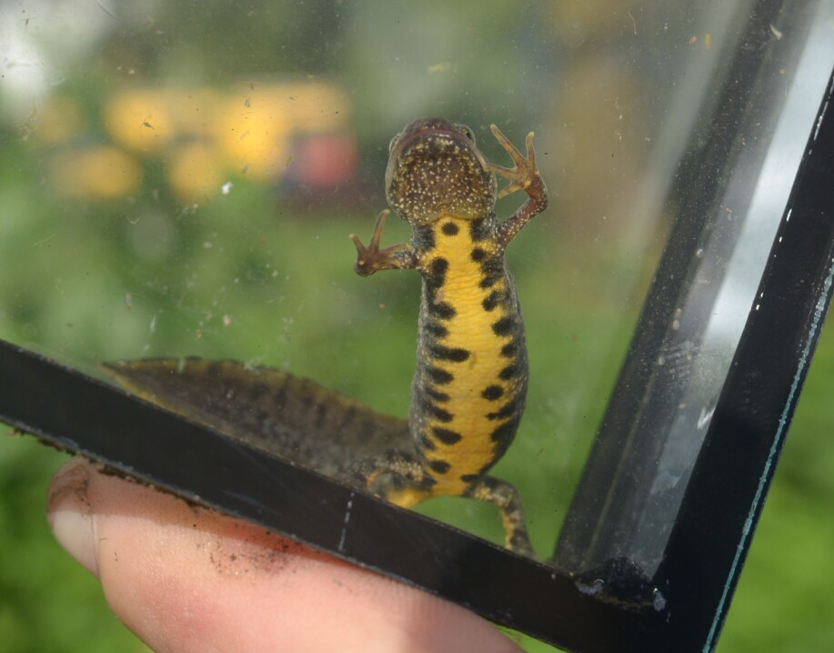 Kamsalamander