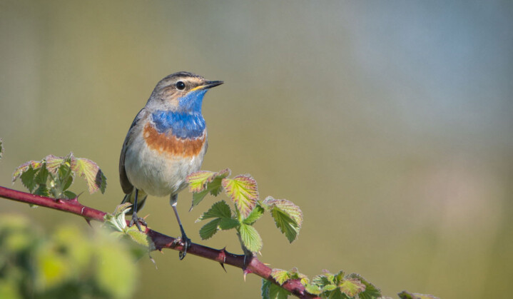 Blauwborst (Arnold van Kreveld)